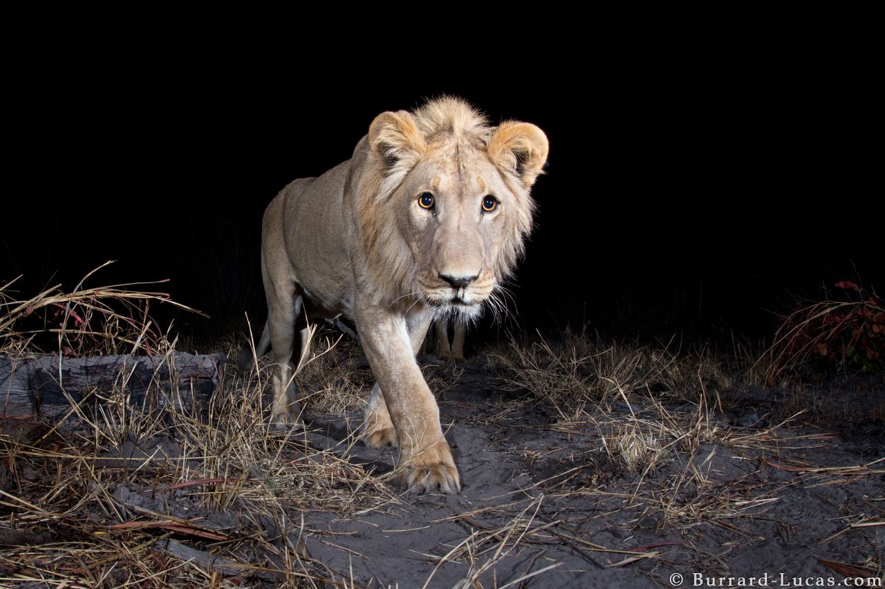In some regions of  Africa wild animals are accustomed  to tourist gawping at them in wonder. However, in the Zambezi Region of Namibia, the local animals has proven to be more elusive to capture for Will Burrard-Lucas, who was commissioned to photograph the region's wildlife by the WWF.  