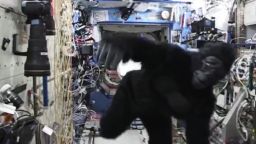 gorilla in space nasa