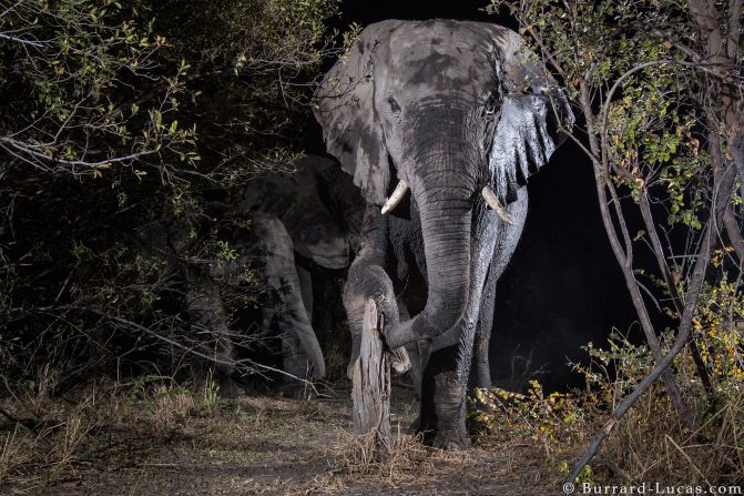 The photographer consulted Lise Hanssen, a conservationist who studies carnivores and works to find ways for human and animals to live together, on where to position his cameras. 