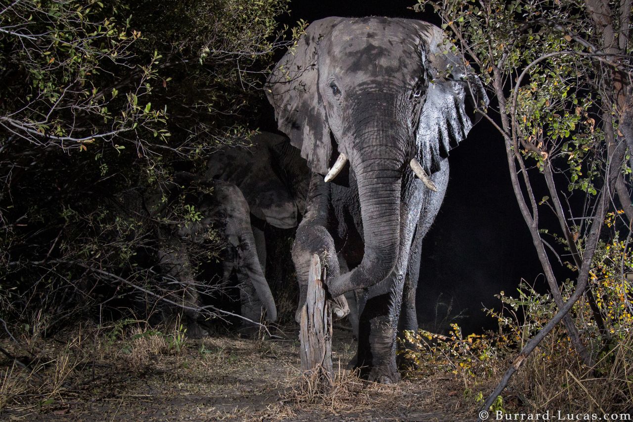 The photographer consulted Lise Hanssen, a conservationist who studies carnivores and works to find ways for human and animals to live together, on where to position his cameras.