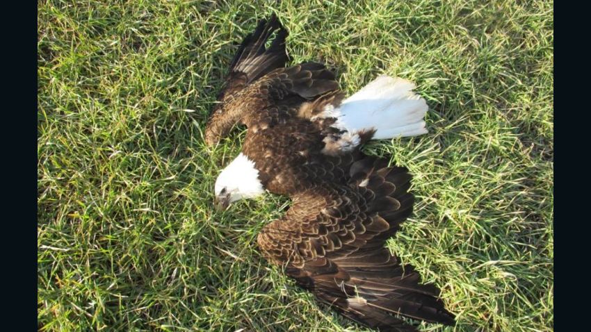 Thirteen dead bald eagles were found Saturday on a farm and in a woods in Federalsburg.