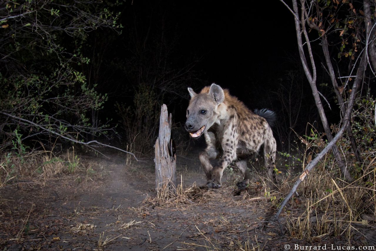 Burrard-Lucas says he hopes his photos will help inspire conservation efforts in the Zambezi Region.