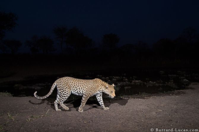 His assignment took place during the dry season, which meant that he could count on most animals wandering to the water hole to hydrate. 