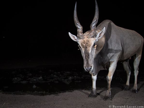 Burrard-Lucas' solution was to position several cameras with motion sensors along animal trails and by watering holes, capturing animals in their most natural state, unaware that they're being photographed.