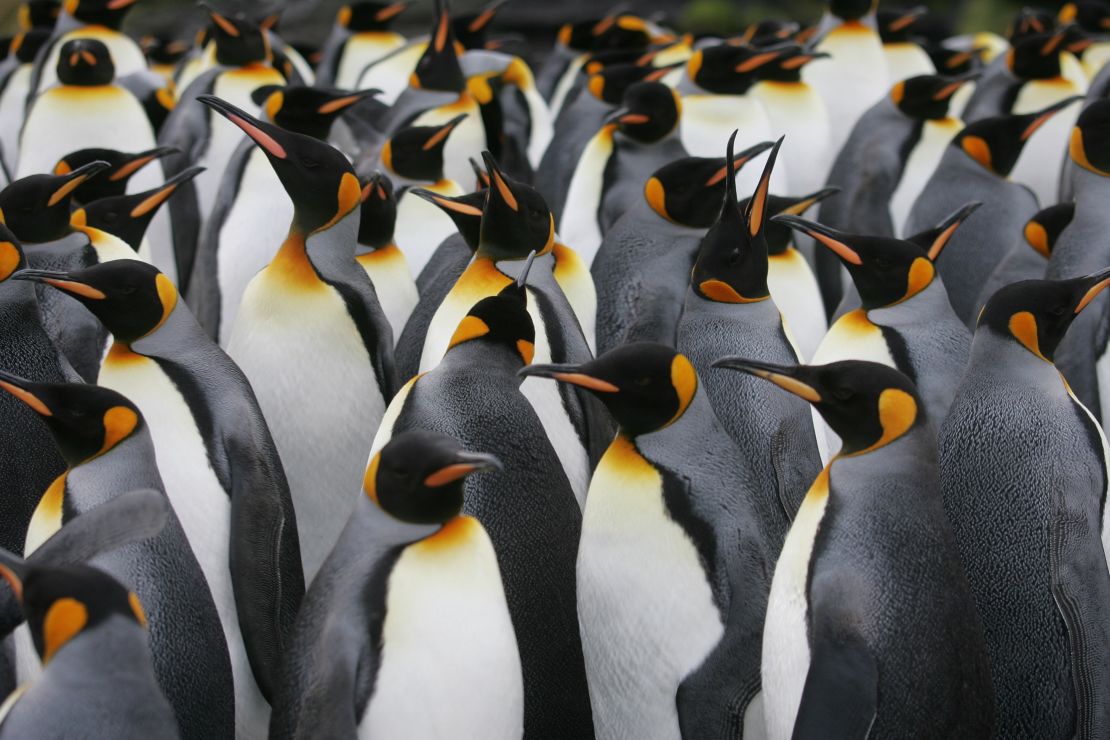 A colony of king penguins gathers on Possession Island.