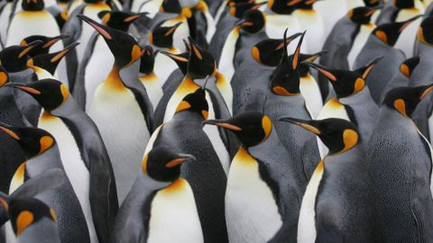 A colony of king penguins on Possession Island, which lies close to Pig Island.