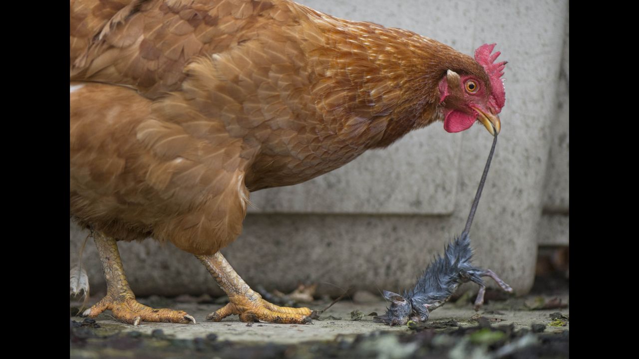 A chicken tries to eat a dead rat on a ranch in Roseburg, Oregon, on Sunday, February 21.