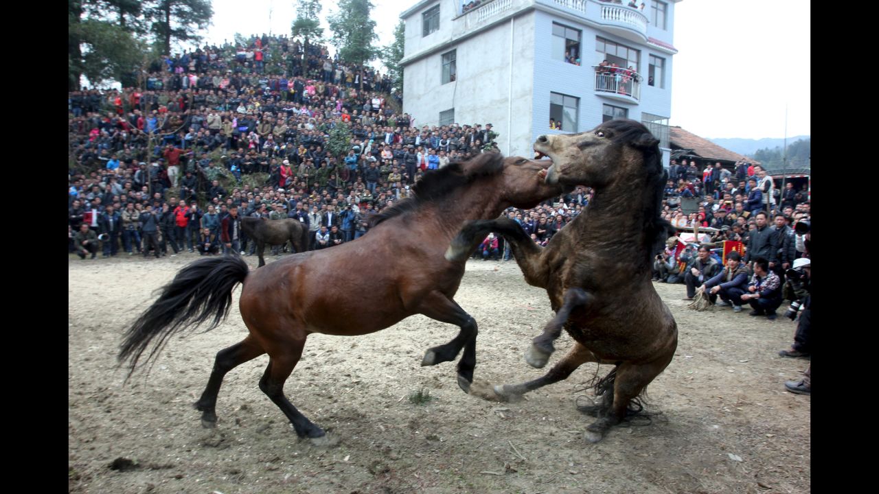 Two horses fight in Liuzhou, China, at an event celebrating the Lunar New Year on Saturday, February 20.