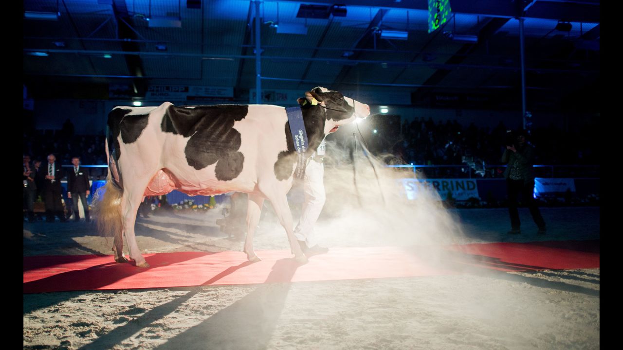 A cow is escorted to the final round of a cow beauty contest in Verden, Germany, on Thursday, February 25.