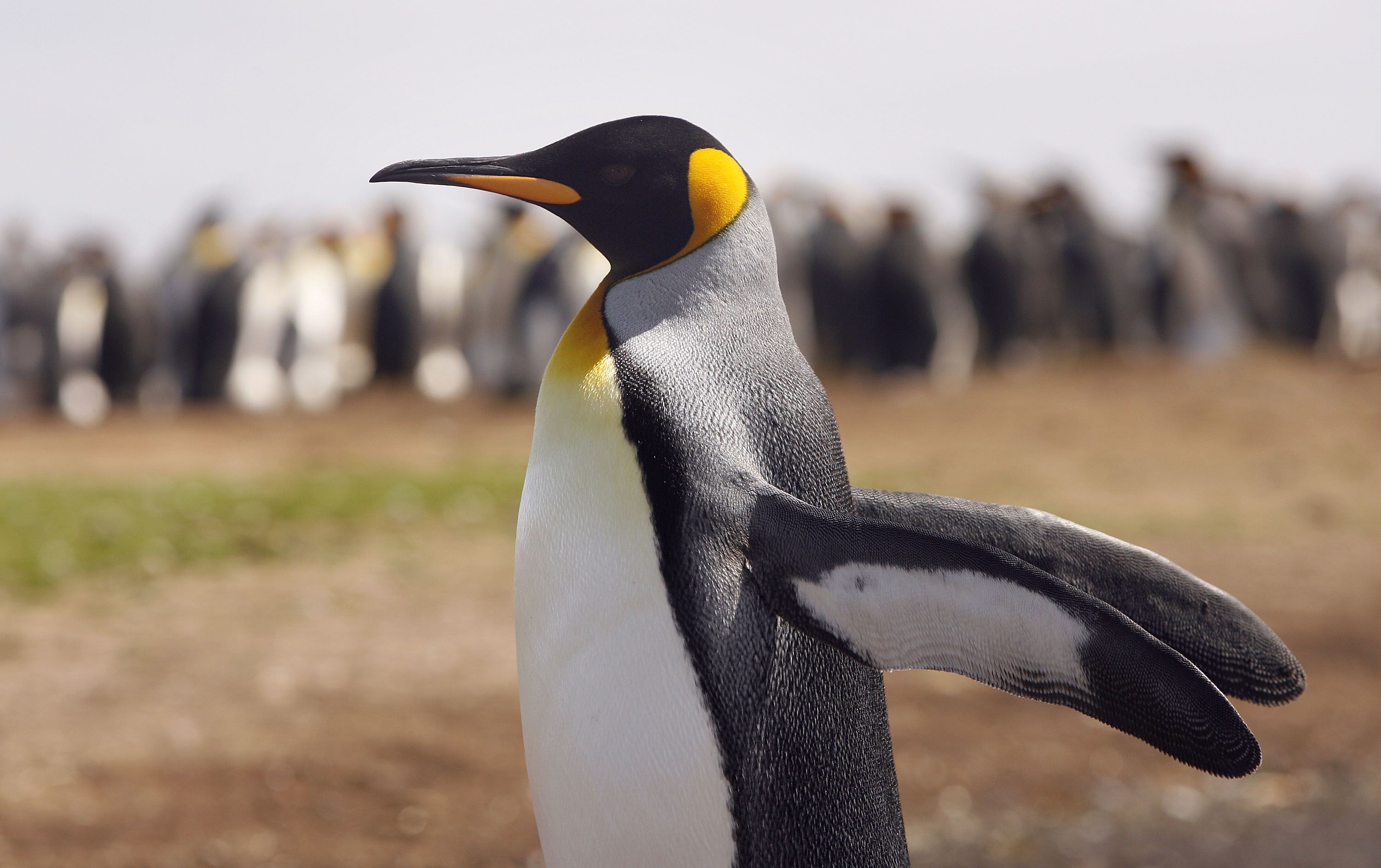 5 places to see penguins in the wild | CNN