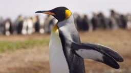 VOLUNTEER POINT, FALKLAND ISLANDS - FEBRUARY 05:  A King Penguin stetches it's wings on February 5, 2007 at Volunteer Point, Falkland Islands.  (Photo by Peter Macdiarmid/Getty Images)