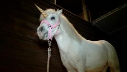 pony dressed as unicorn escapes pkg_00005013.jpg