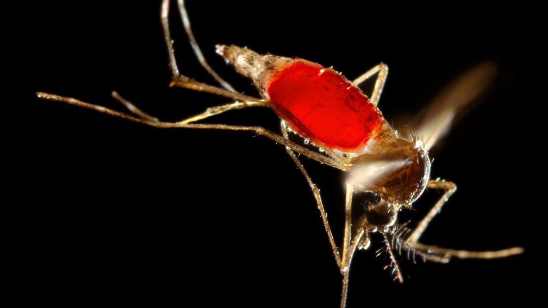 An  Aedes aegypti mosquito digests a blood meal.