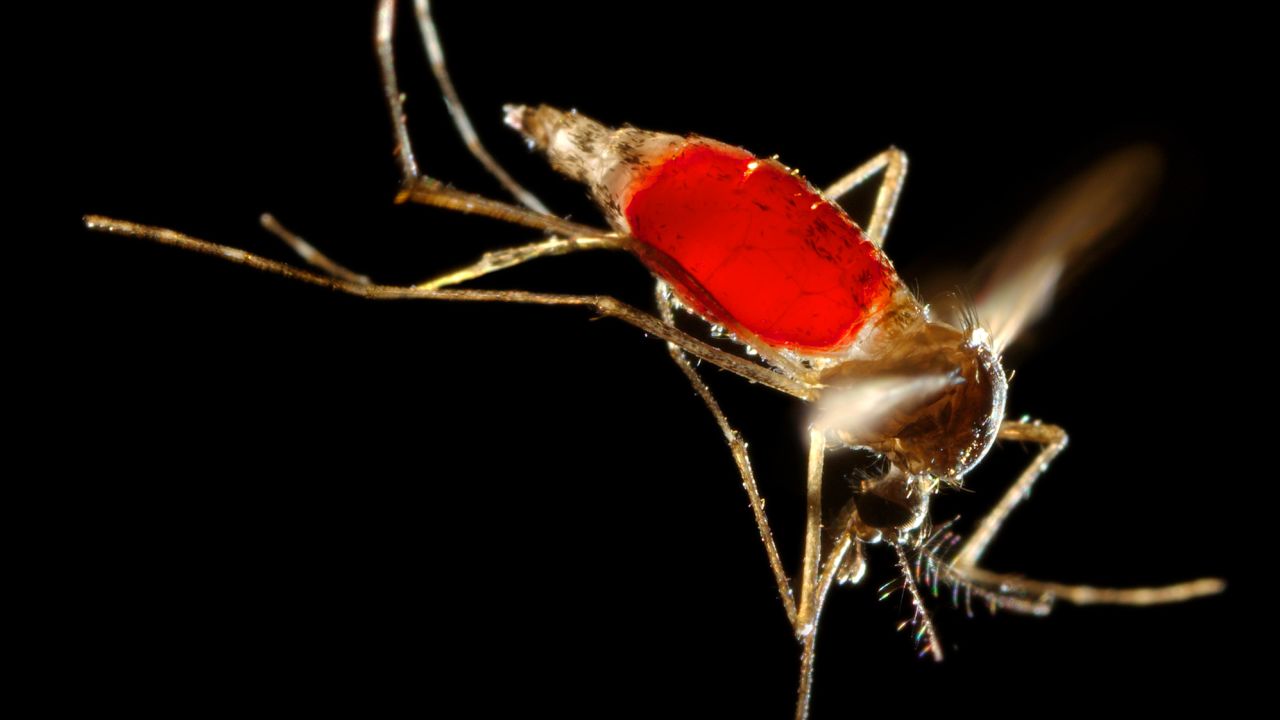 An Aedes aegypti mosquito digests a blood meal.
