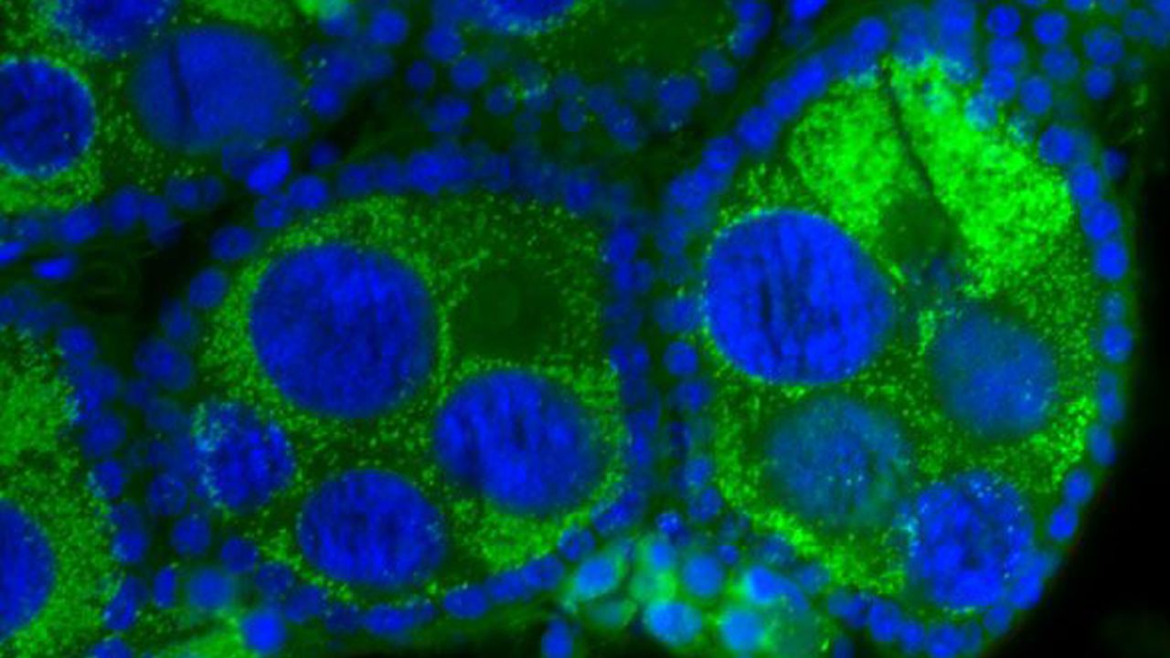 Wolbachia bacteria (green) are visible inside the ovaries of an Aedes aegypti mosquito. 