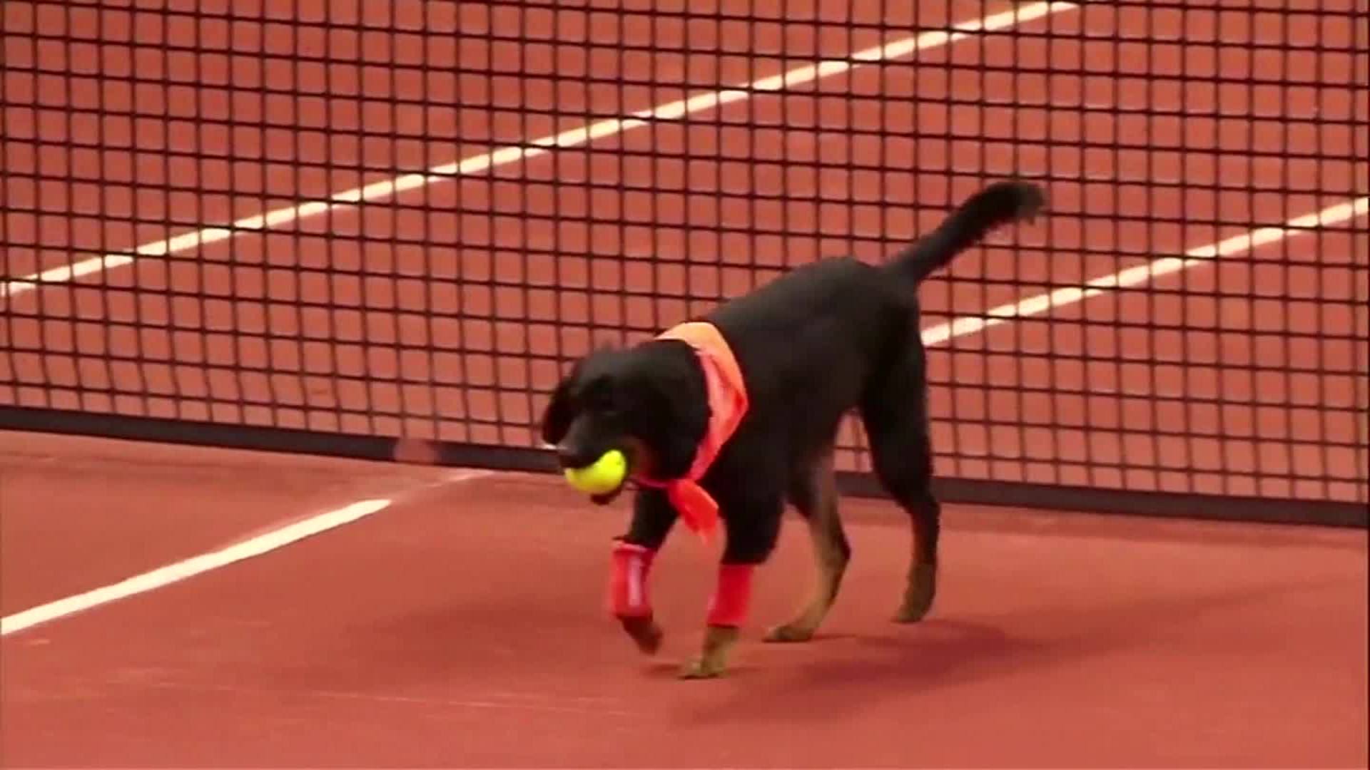 Why Are Dogs Balls Red