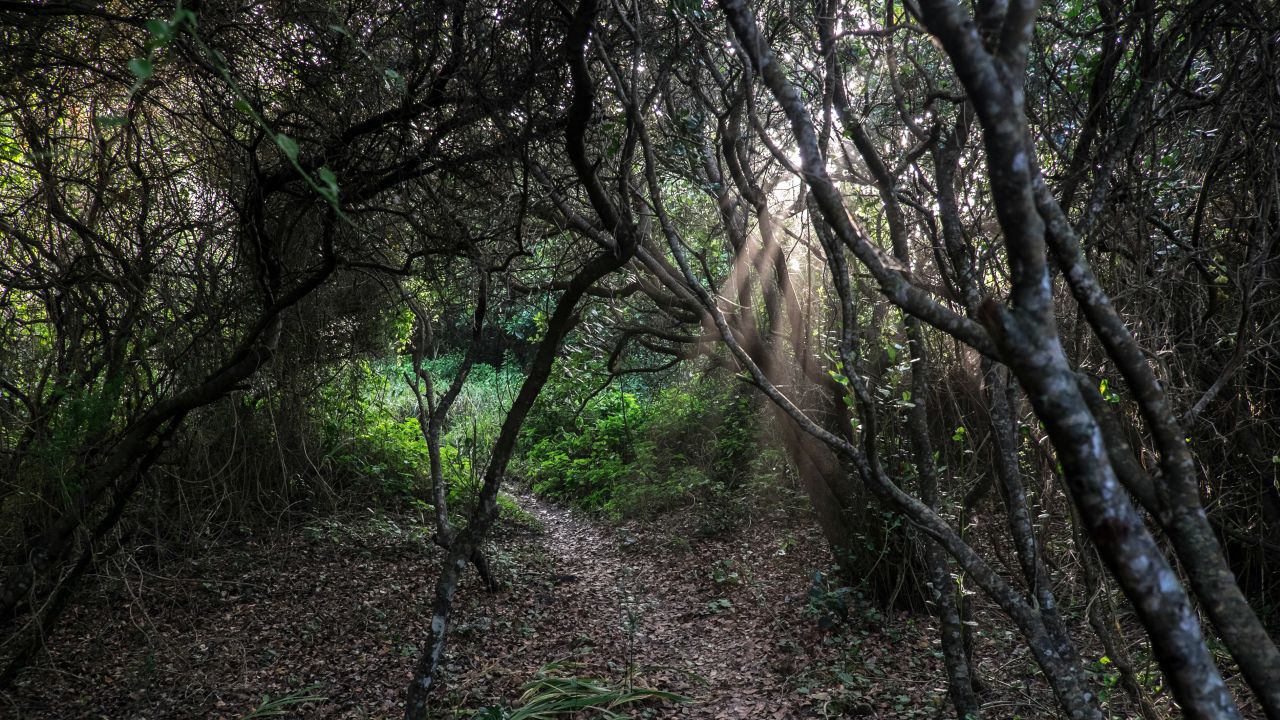 The landscape, much of which was formed 365 million years ago, hosts forested valleys that are home to an abundance of indigenous trees, ferns and other plants.