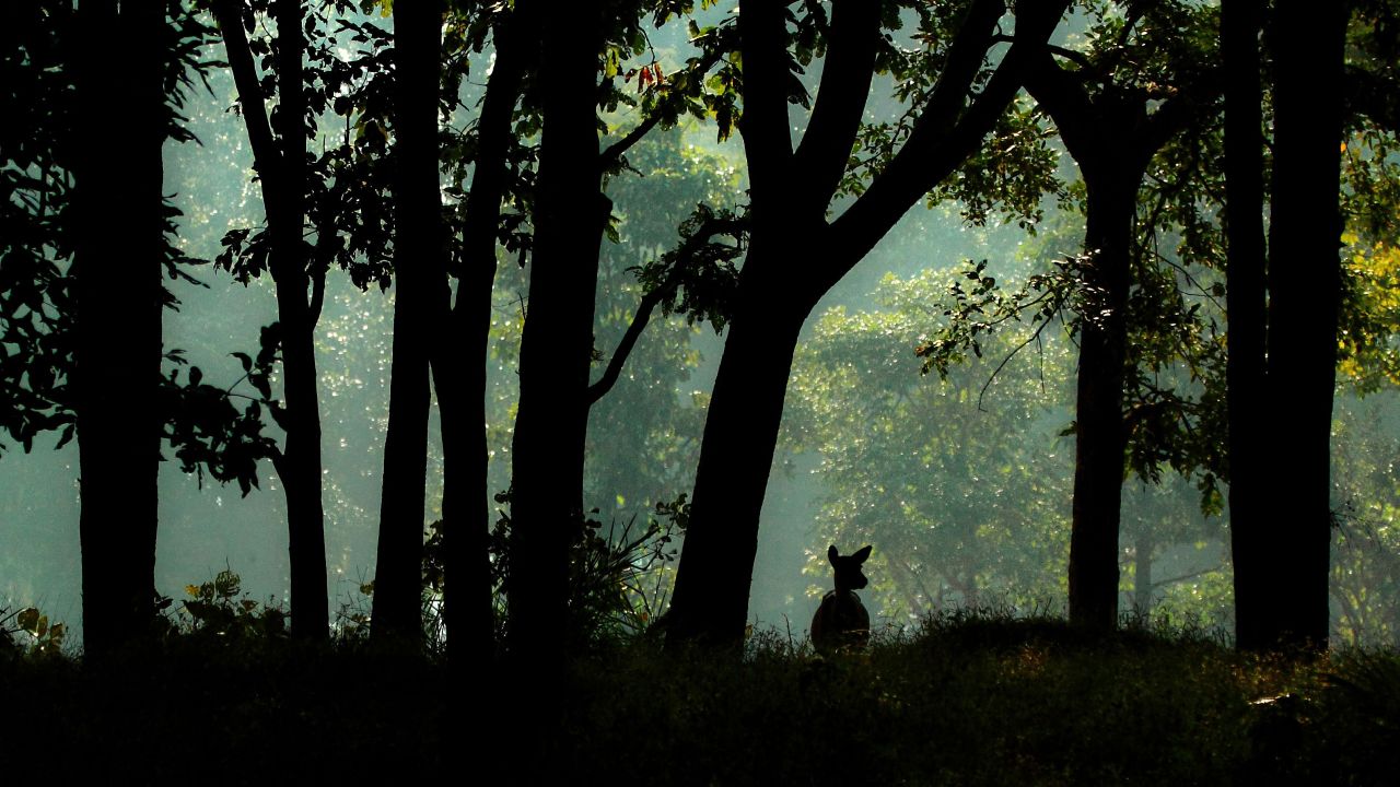 The serene forests of Kanha National Park are said to have inspired Rudyard Kipling's children's classic "The Jungle Book," which was published in 1894 and made into a Disney film in 1967.