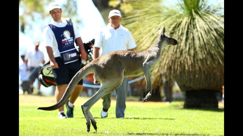 A kangaroo jumps in front of Peter Senior and his caddie during the Perth International, a golf tournament in Perth, Australia, on Friday, February 26.