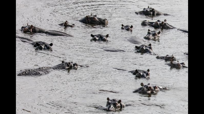 An annual flood-tide pulses through the wetland system -- home to this pod of hippos -- and revitalizes ecosystems at a critical moment during the peak of Botswana's dry season in June and July.