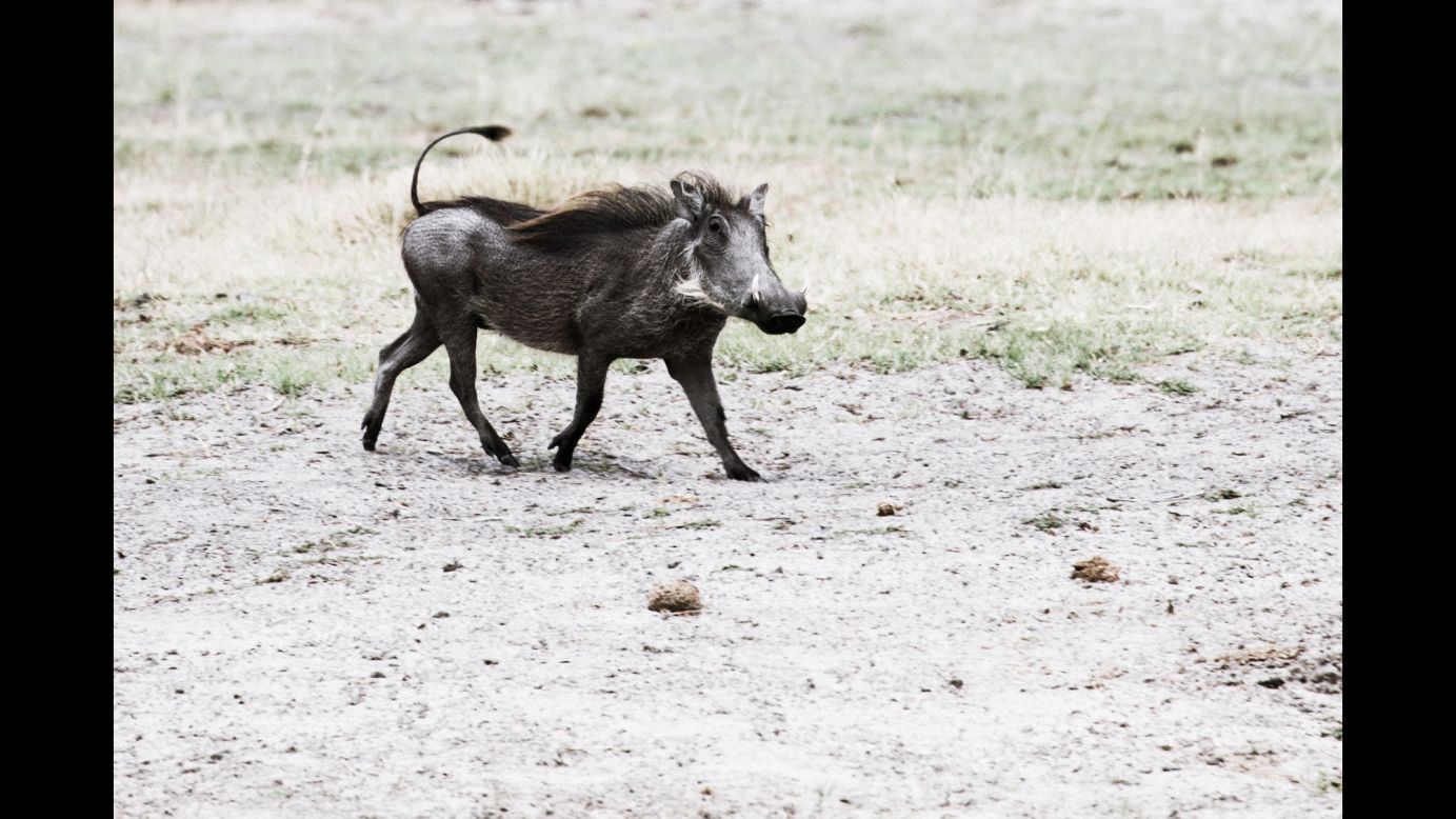 Thanks in part to Botswana's progressive wildlife conservation laws, many parts of the wetland encompass a diversity (warthogs and all) rarely found outside Disney films.