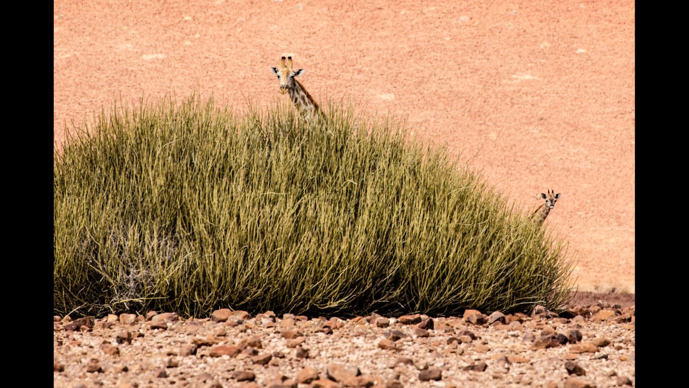 A mother and baby desert giraffe have nowhere to hide during the midday Namibian heat. In this particular stretch of desert, it hasn't rained for over three years.