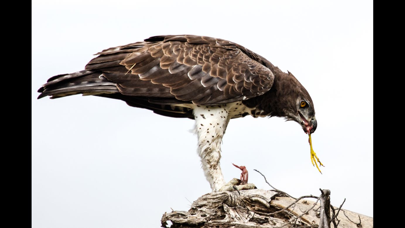 The delta comprises a mosaic of protected lands; the only dangers most of the animals here face are from natural predators like the African hawk eagle, feasting here on an unlucky slaty egret.
