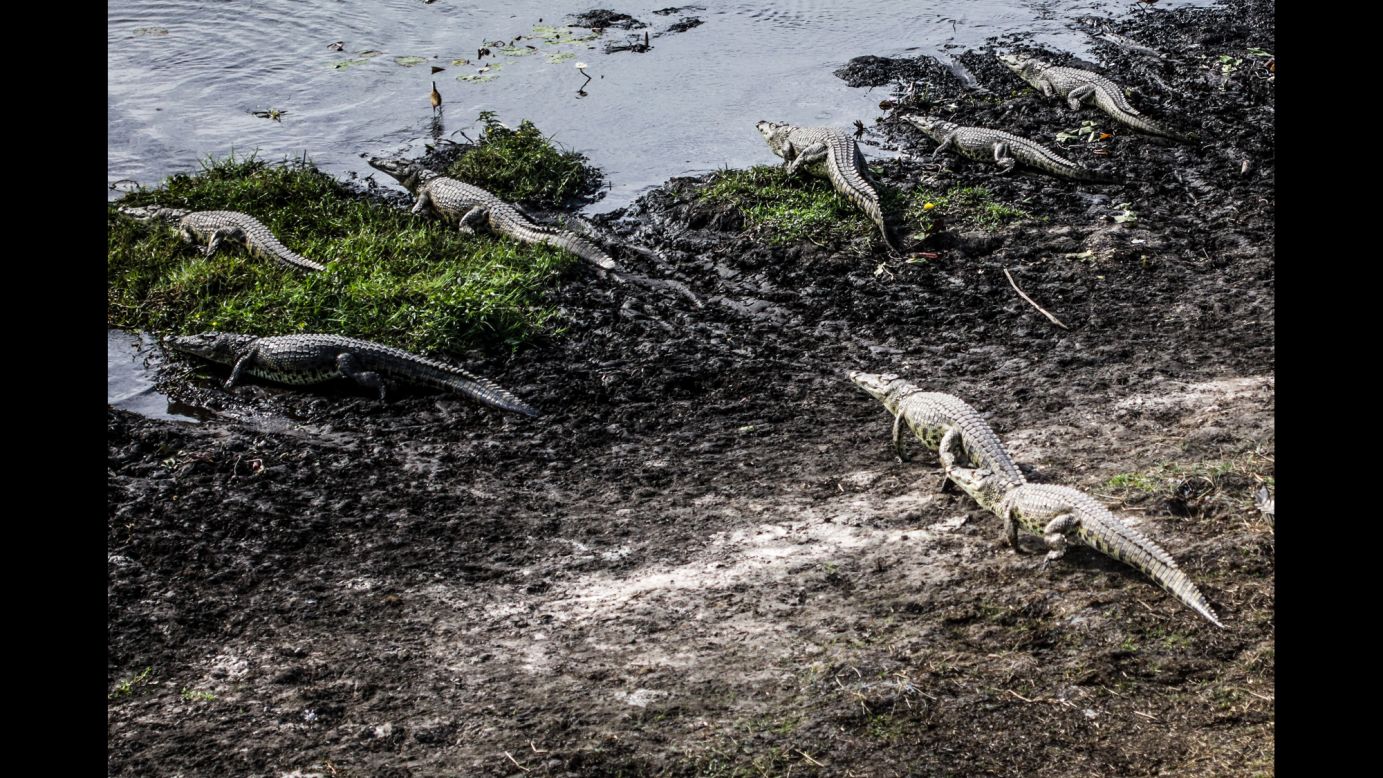 More than 60 species of reptiles inhabit the Okavango Delta, including crocodiles. 