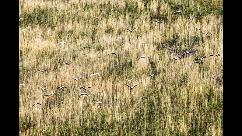 The Okavango harbors 24 species of globally threatened birds, including ground hornbills, wattled cranes and slaty egrets.