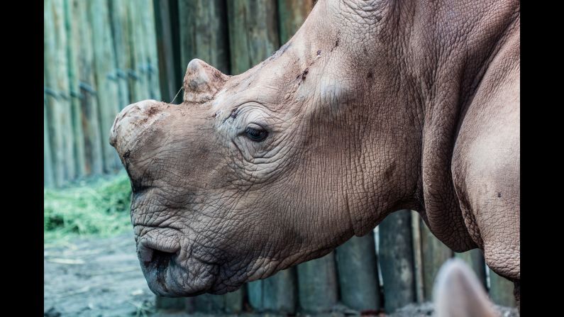 The black rhinoceros is at the center of a conservation debate in southern Africa. On the black market, pound for pound, rhino horn is worth more than gold or cocaine. Those who purchase it believe it is an effective medicine or a status symbol. 