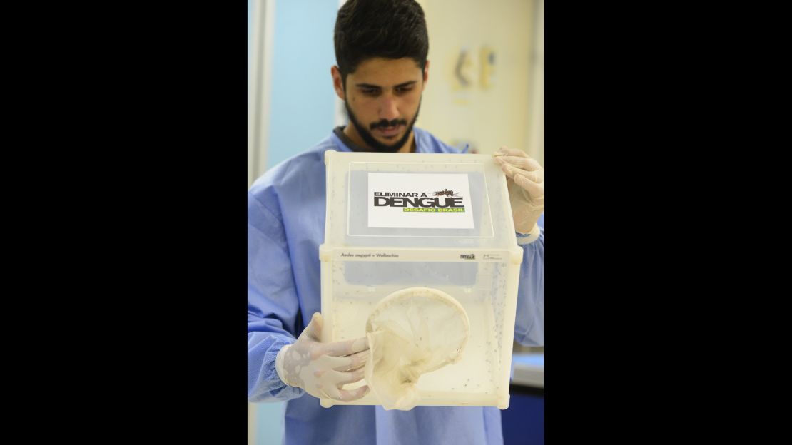 A researcher carries a container of Wolbachia-carrying mosquitoes. 