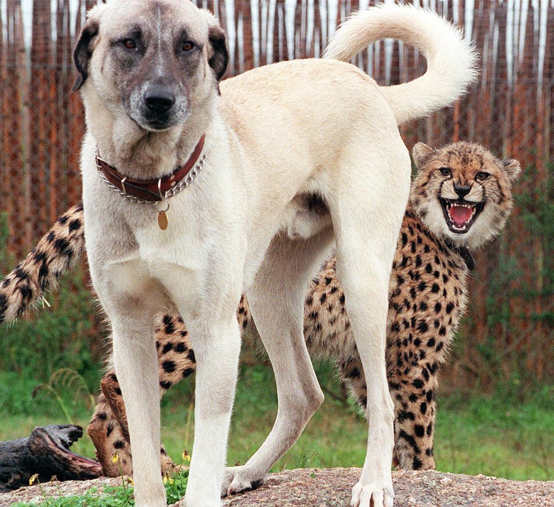 Nyana, a nine-month-old cheetah cub shows her displeasure with Merlin, an Anatolian Shepherd dog.