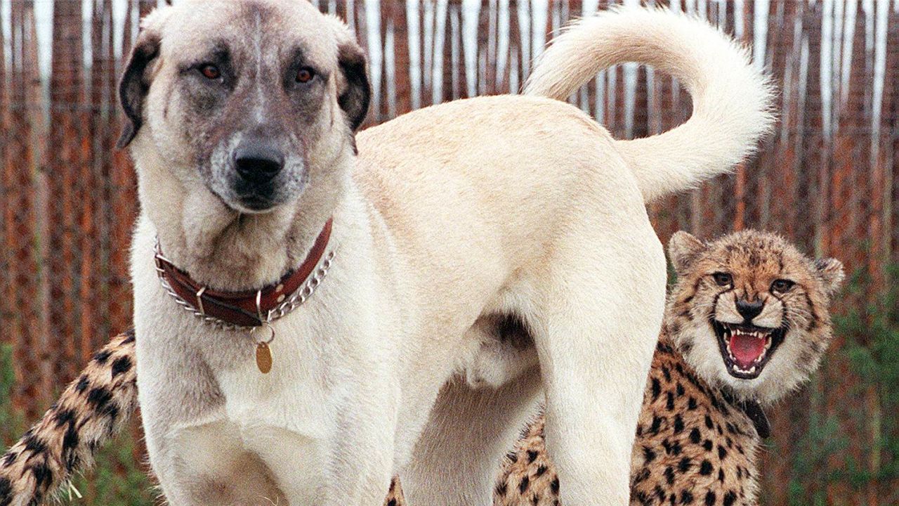Nyana, a nine-month-old cheetah cub shows her displeasure with Merlin, an Anatolian Shepherd dog.