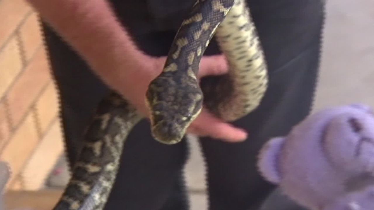 Python swallows teddy bear | CNN