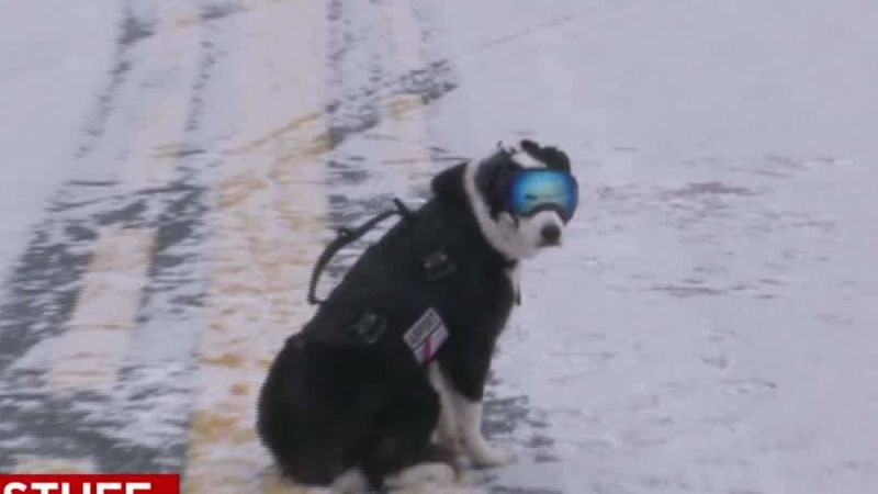 Dog’s very important airport job