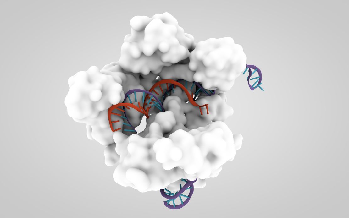 A 3-D model shows the CRISPR-associated endonuclease Cas9.