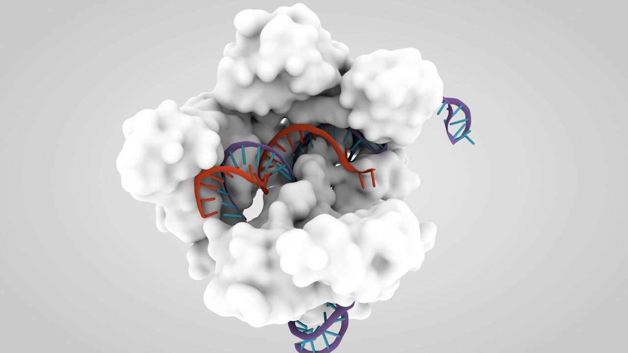 A 3-D model shows the CRISPR-associated endonuclease Cas9.