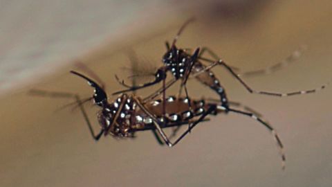 A small male Aedes aegypti mates with a larger female.