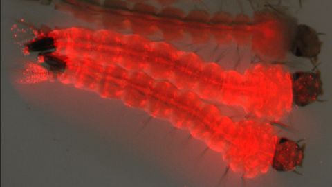 Larvae of OX513A have a florescent red gene created from coral as well as a lethal gene created from E.coli and herpes simplex virus.