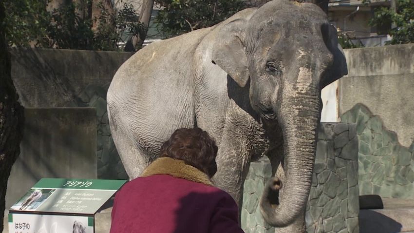 japan oldest elephant orig_00030506.jpg