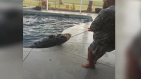 alligator found in pool pkg_00004011.jpg