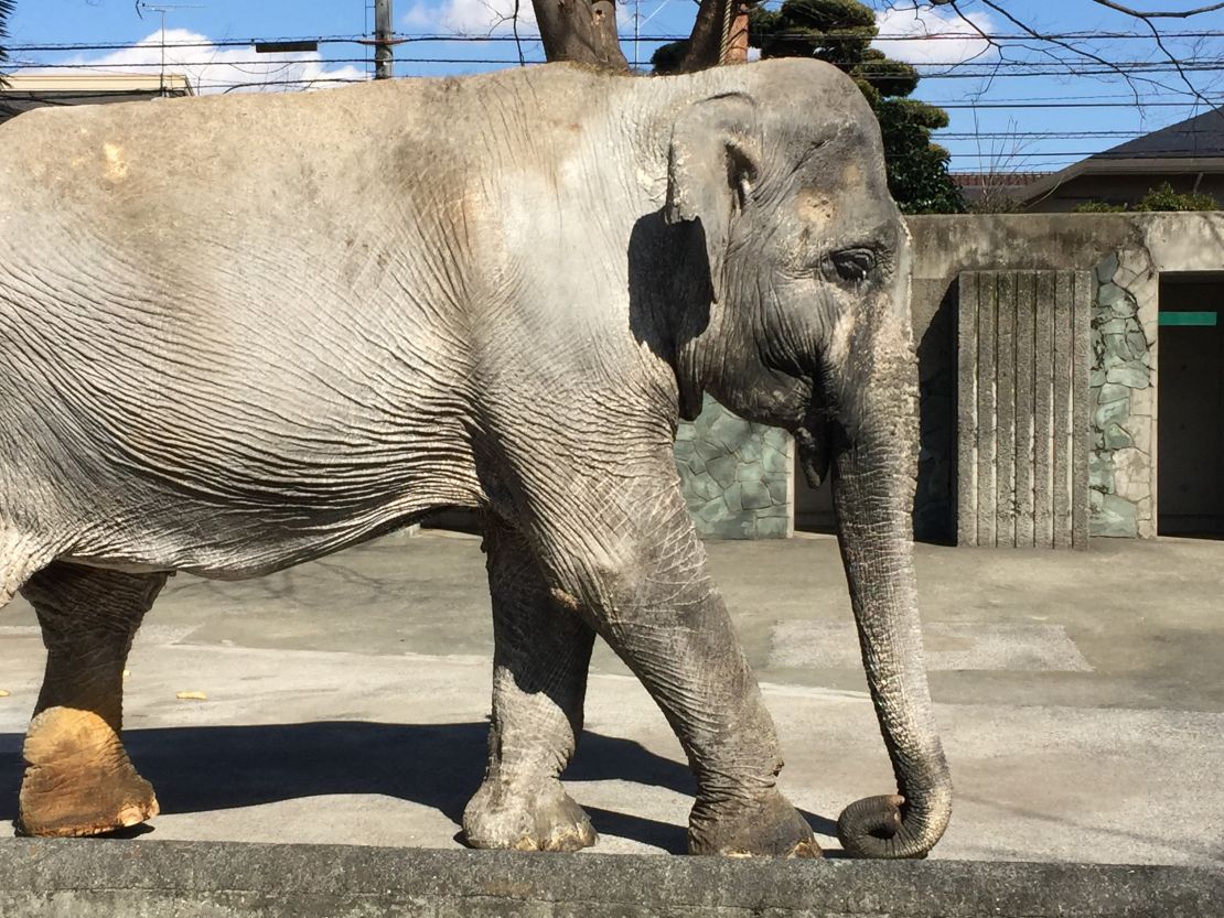 The Asian elephant was brought to Tokyo from Thailand when she was just two years old. 