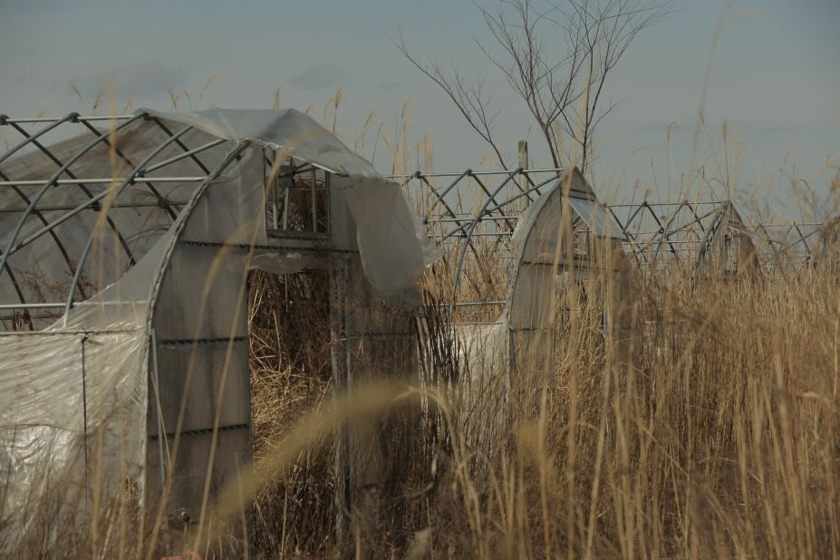 A greenhouse once used for growing organic spinach now covered in overgrown weeds.