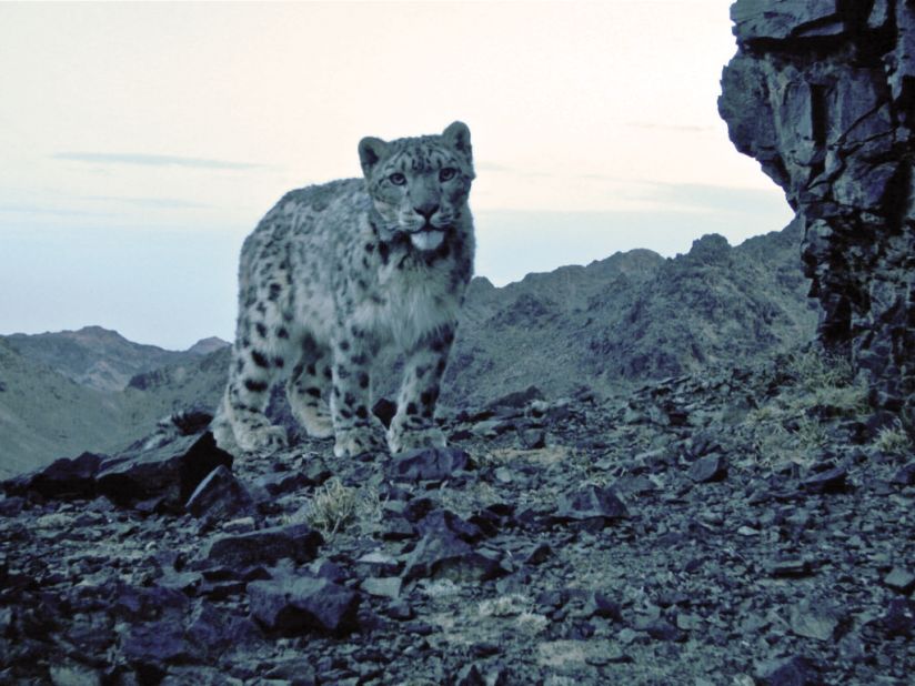 In South Gobi she came across scientists searching for the elusive snow leopard. They put infrared cameras in the mountains to capture image of the big cat.