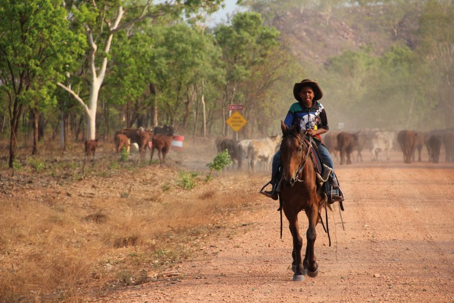 An aboriginal boy looks after cattle in the Australian outback, where temperatures can reach over 40 degrees C (104 F).