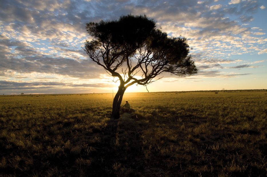 Where land meets sea: This tree in South Australia marks the spot where Marquis finished her extraordinary 1,000 day adventure.
