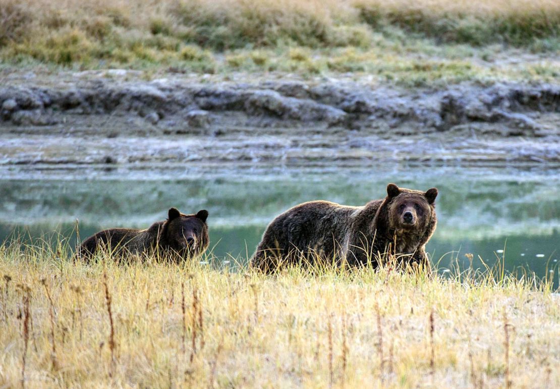 Yellowstone National Park is famous for its grizzy bear population.
