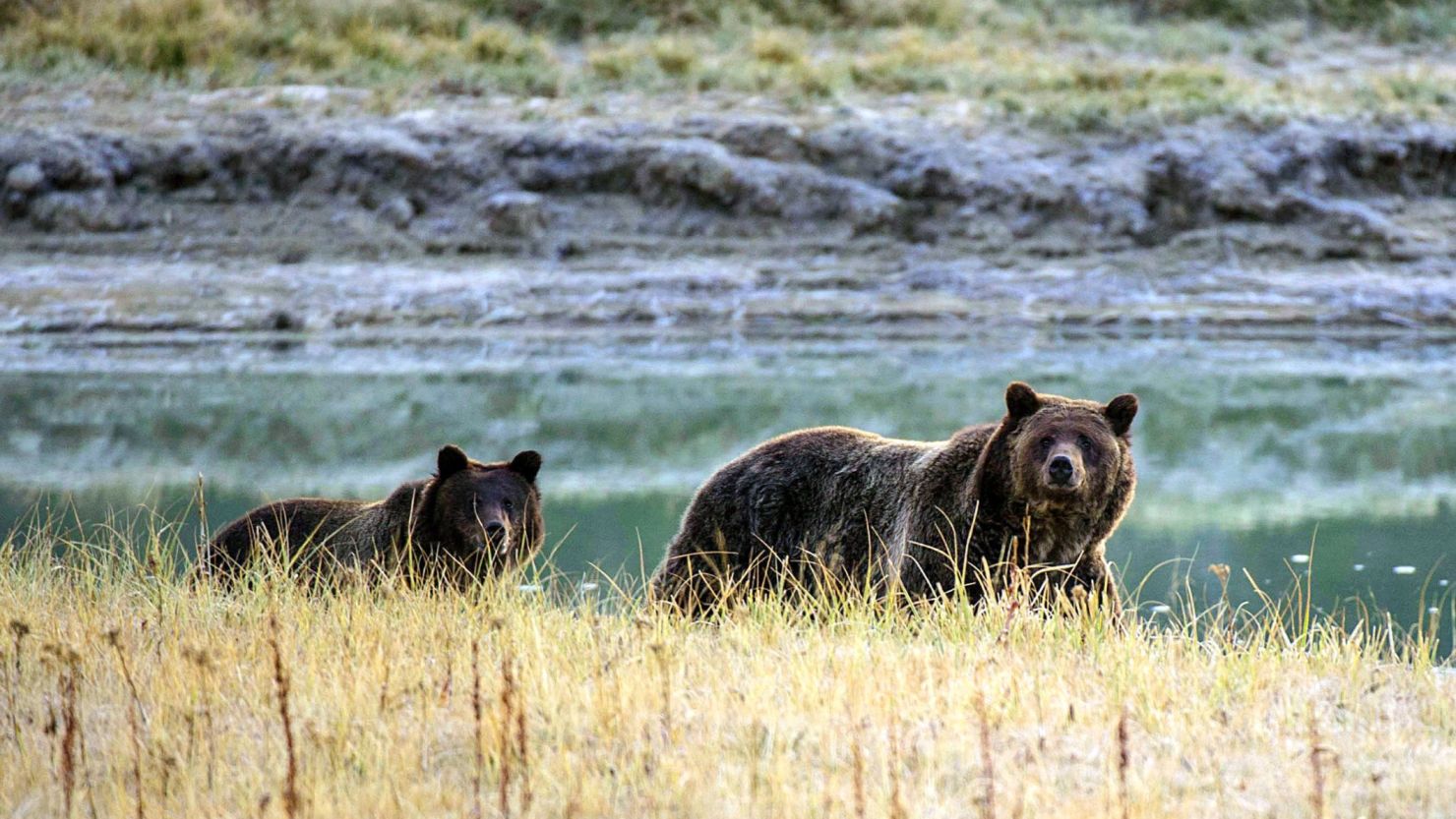 Yellowstone Grizzly 2012