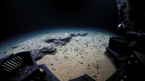 This octopod was found more than 14,000 feet underwater.