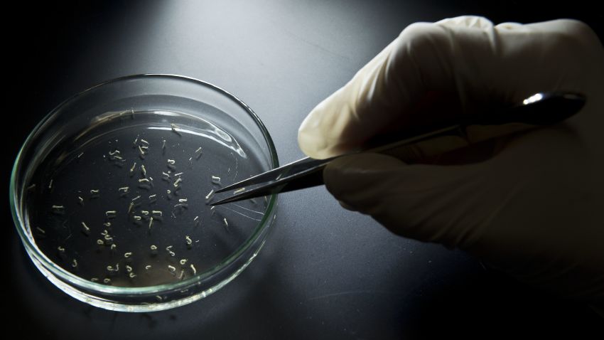 Aedes aegypti mosquitos are seen in containers at a lab of the Institute of Biomedical Sciences of the Sao Paulo University, on January 8, 2016 in Sao Paulo, Brazil. Researchers at the Pasteur Institute in Dakar, Senegal are in Brazil to train local researchers to combat the Zika virus epidemic. / AFP / NELSON ALMEIDA        (Photo credit should read NELSON ALMEIDA/AFP/Getty Images)